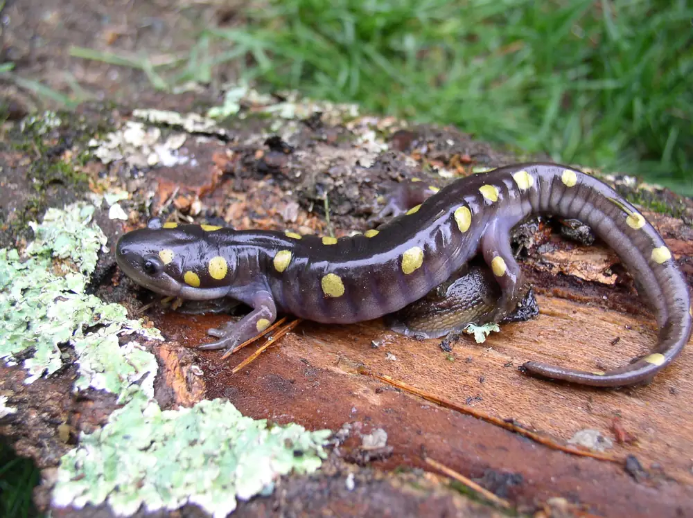 A dark spotted salamander with two rows of yellow spots rests on a mossy, lichen-covered log.