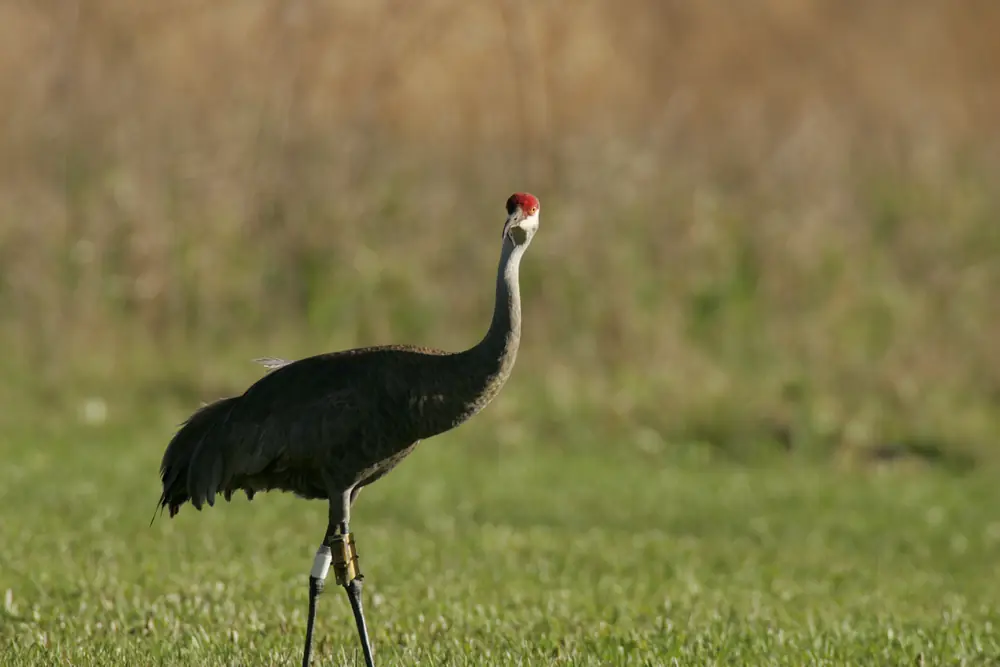 A gray crane with a red forehead and a leg band walks across short green grass.