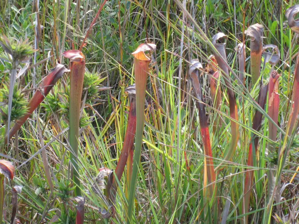 Tall, tube-shaped pitcher plants in green and rust tones rise among grasses in a wet savanna.
