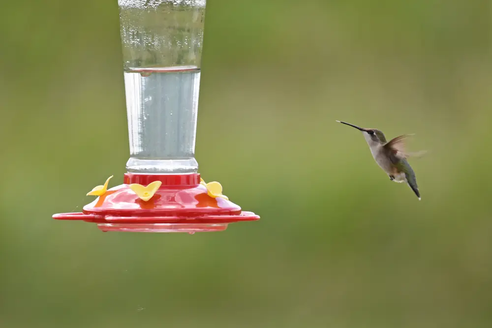 A small female hummingbird hovers beside a red feeder with yellow flower ports against a soft green background.