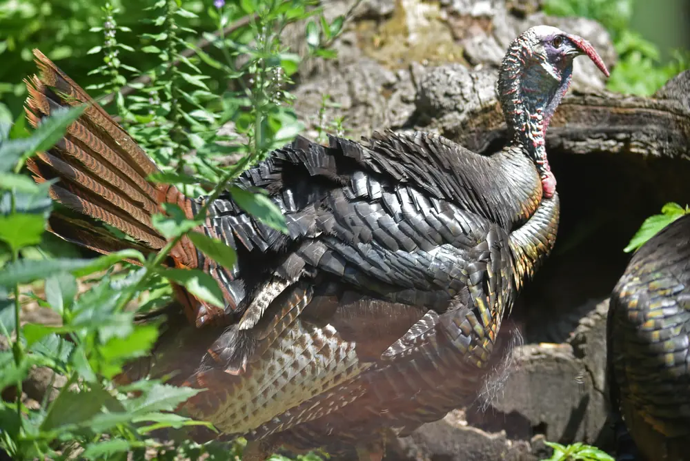 A male wild turkey with a swollen red and blue head and neck stands among green plants with his tail feathers fanned behind him.