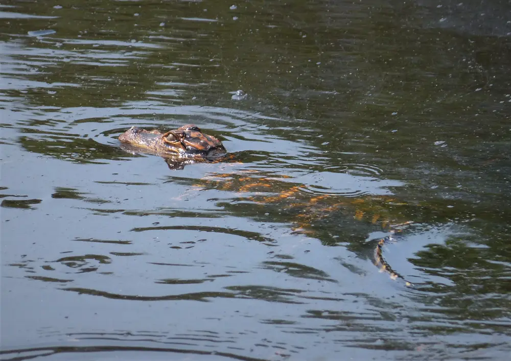 The head and back of a young alligator break the surface of dark water.