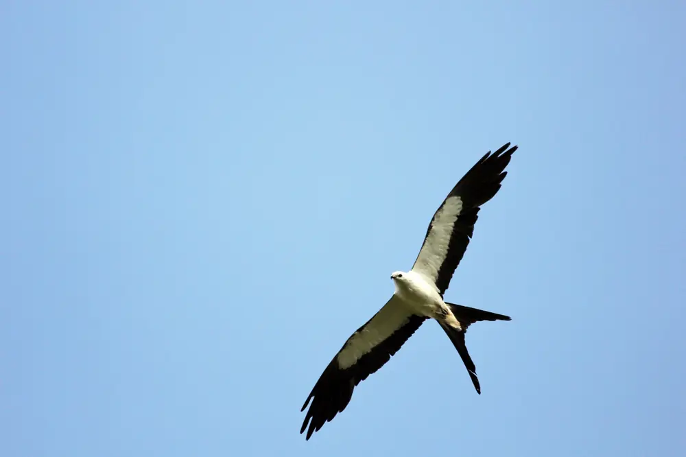 A white-bellied raptor with black wings and a long forked tail soars against a clear blue sky.