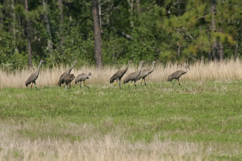 A loose line of gray cranes walks across short green grass with pines and tall dry grass behind.