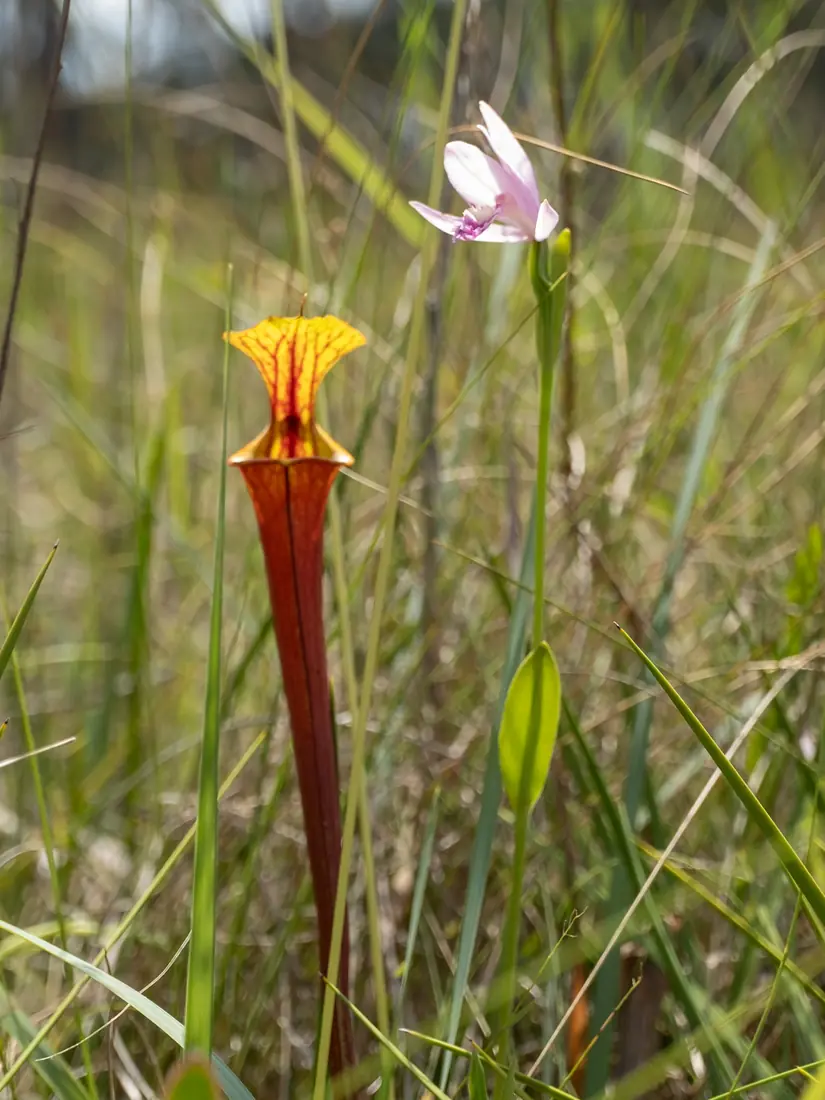 A red-veined yellow pitcher plant stands in tall grass beside a slender stem with one pink orchid flower.