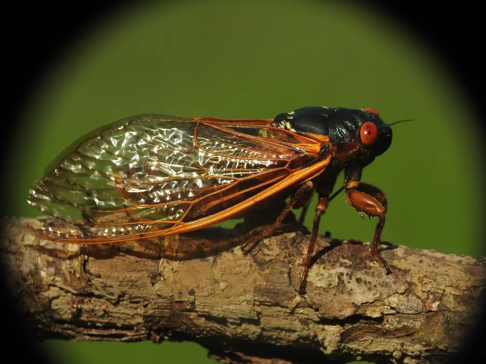 A black cicada with red eyes and orange-veined clear wings clings to a bare twig against a green background.