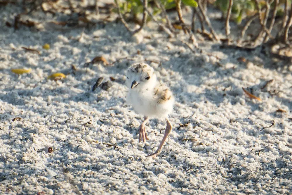 A tiny, pale, speckled snowy plover chick standing on dry sand beside beach grass.