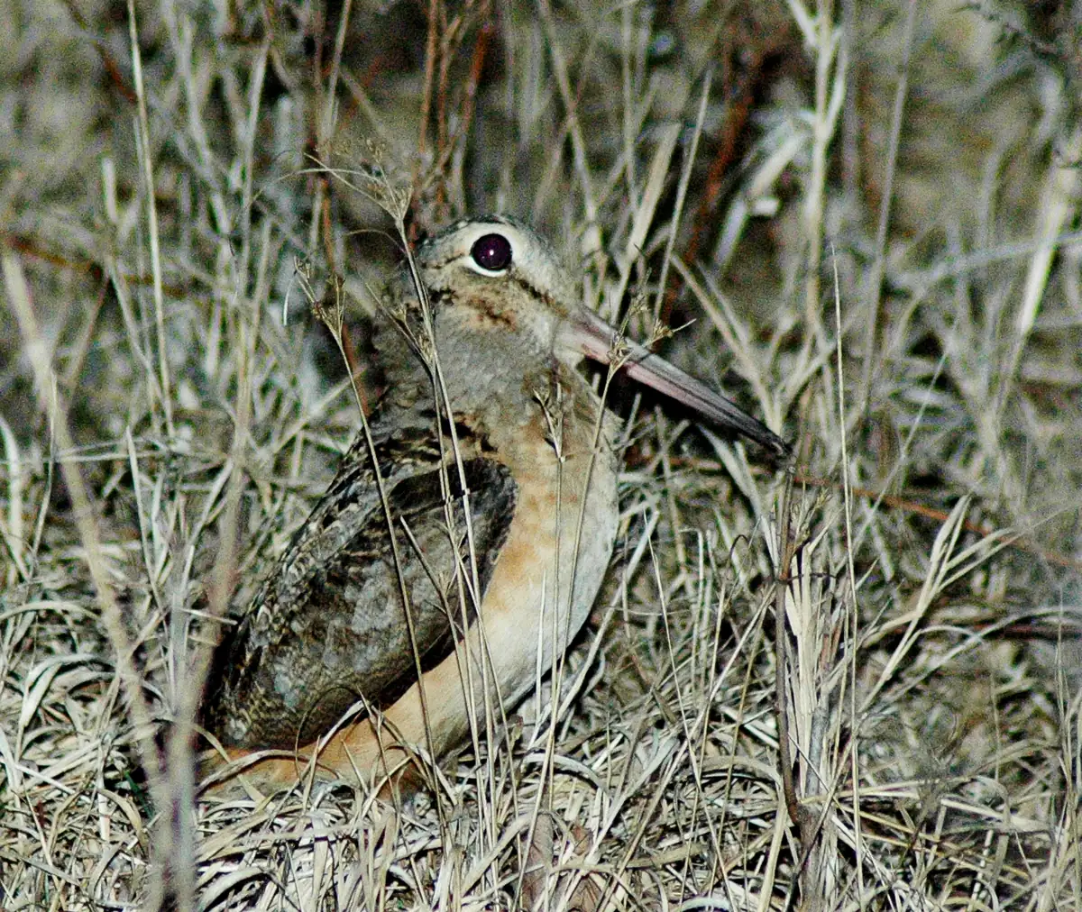 A plump, long-billed brown woodcock with a large dark eye crouched among dry tan grass