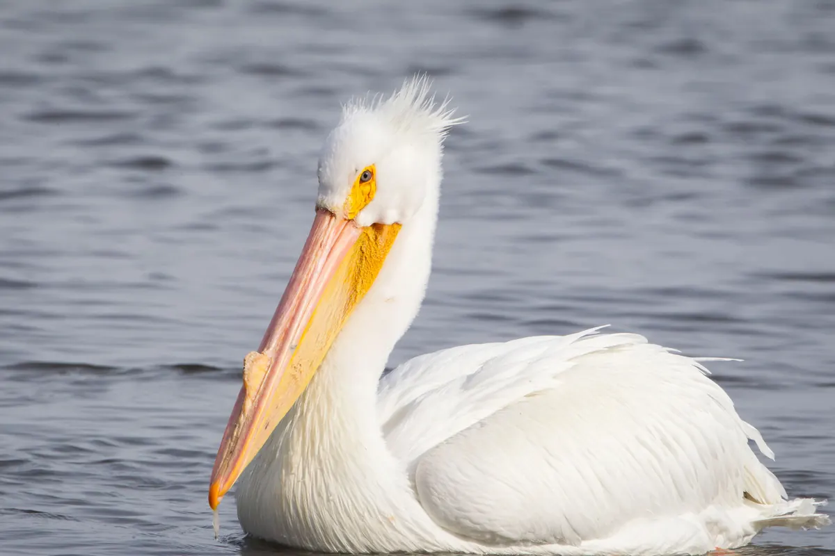 A white pelican with a long orange bill and a tuft of feathers on its head floating on gray water