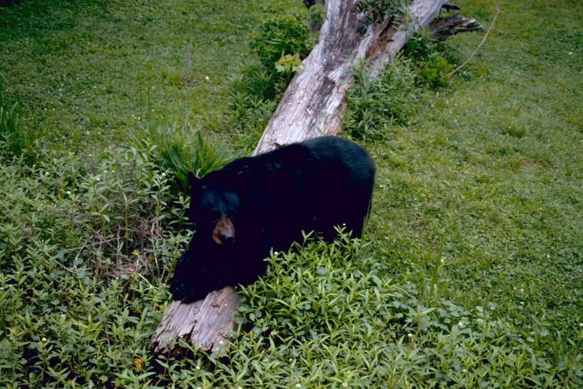 A black bear with a brown muzzle climbing over a fallen, weathered log in green undergrowth