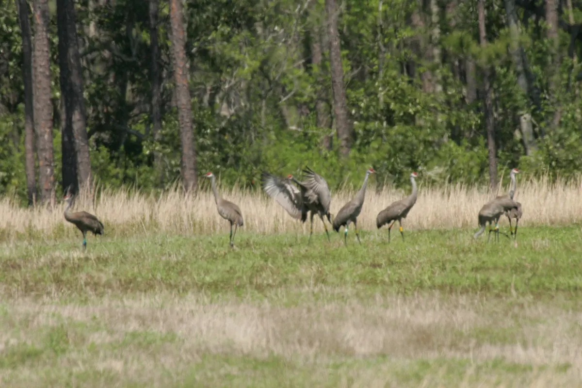 Seven gray sandhill cranes on a grassy clearing in front of tall golden grass and pine woods, one with its wings raised