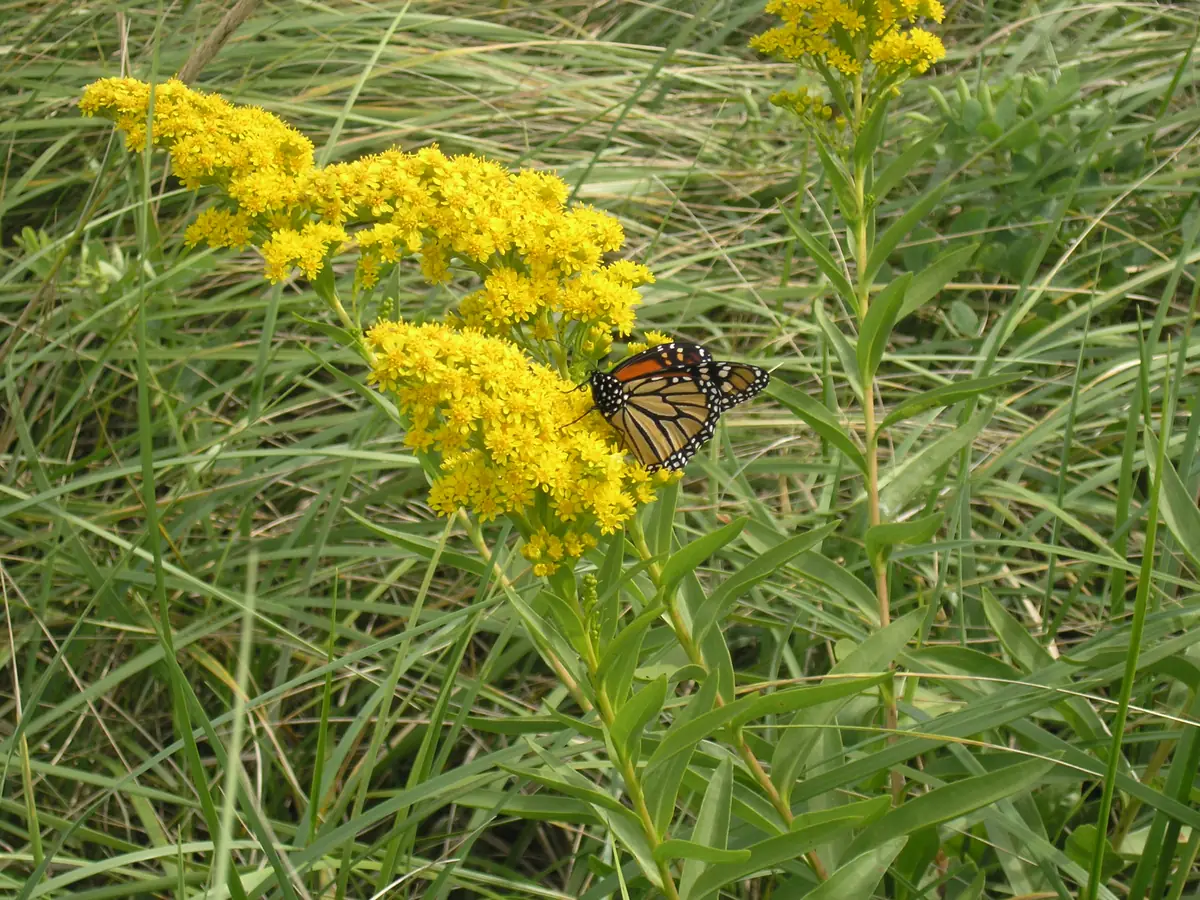 An orange and black monarch butterfly feeding on a spray of yellow goldenrod flowers
