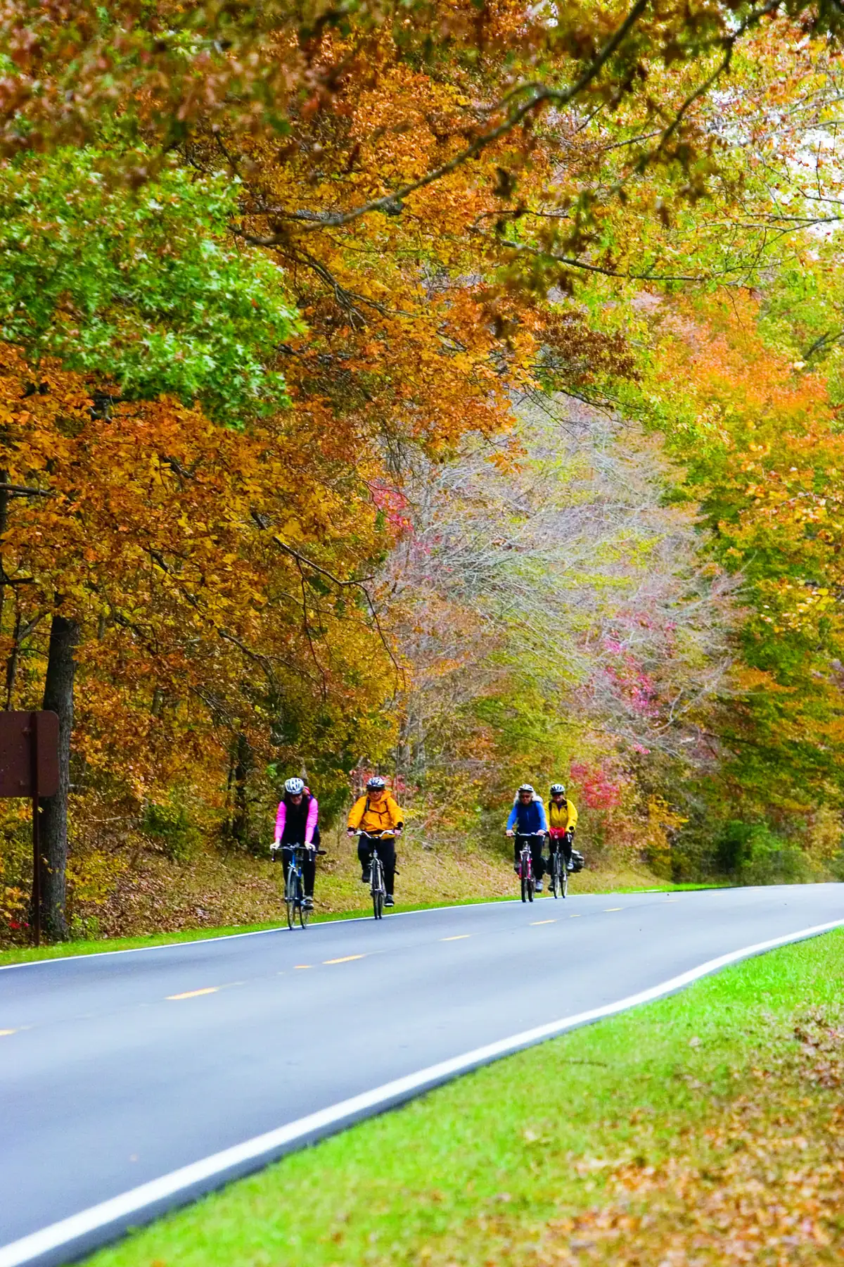 Four cyclists riding along a curving two-lane parkway beneath orange, yellow and green autumn trees