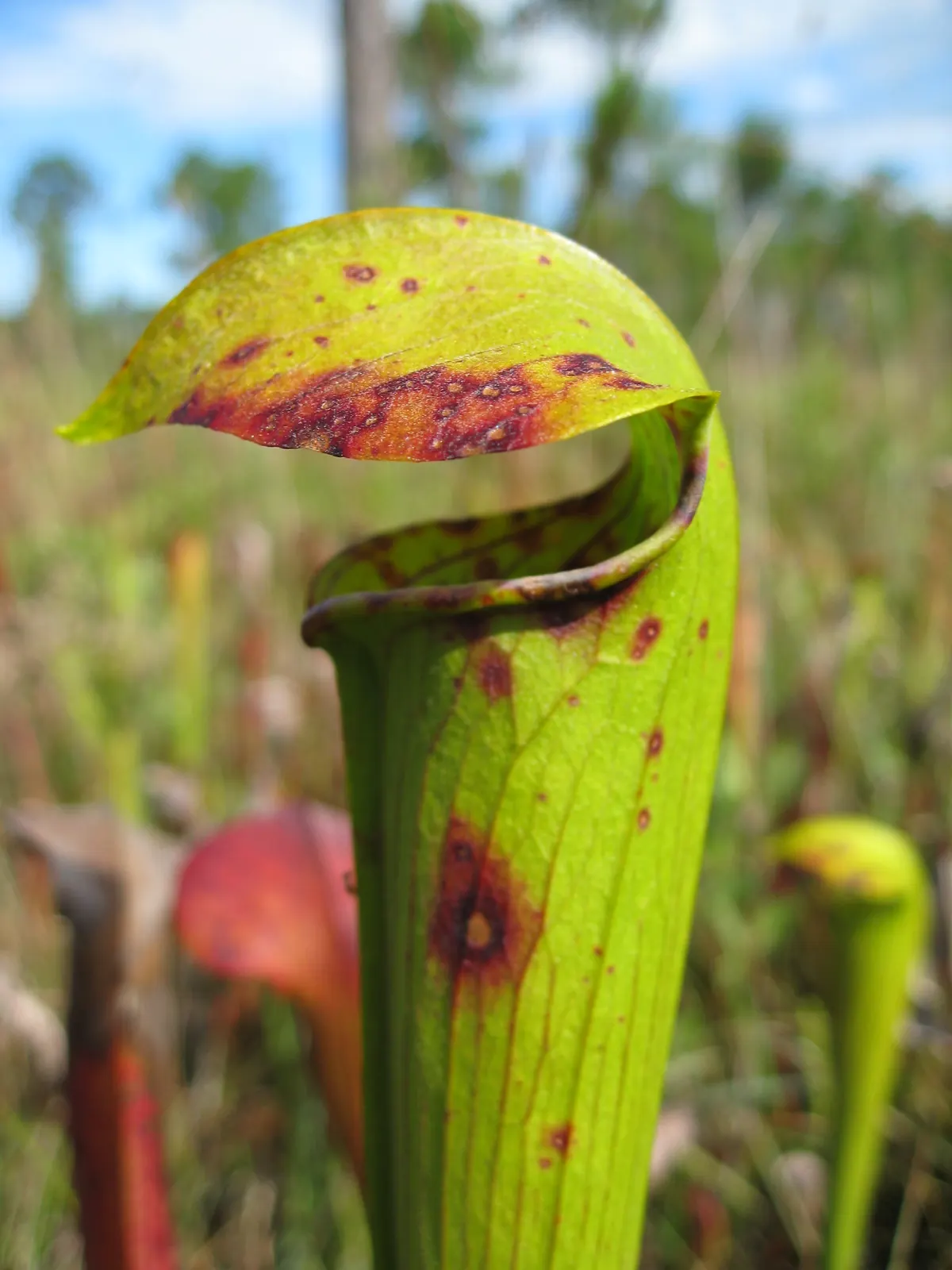 A tall yellow-green pitcher plant with a hooded top standing among grasses in a bog