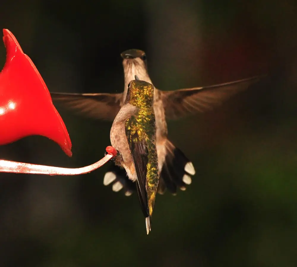 A ruby-throated hummingbird hovering in flight with wings blurred beside a green background