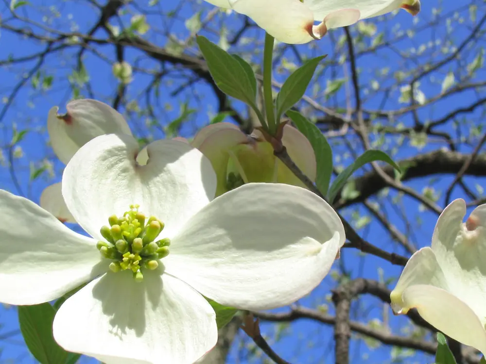 A branch of flowering dogwood covered in white four-bracted blossoms against a blurred green background