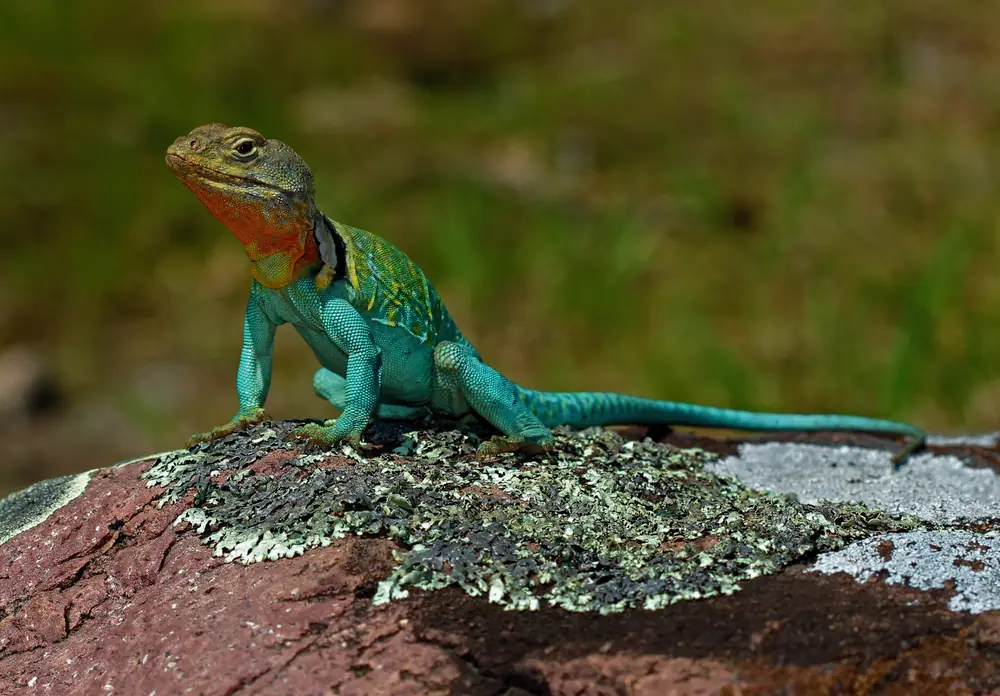 A green-bodied eastern collared lizard with two dark neck bands perched on a rock in the sun