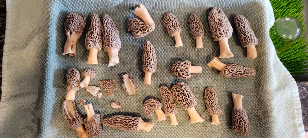 A pale white morel with a honeycomb-patterned cap standing in leaf litter on the forest floor
