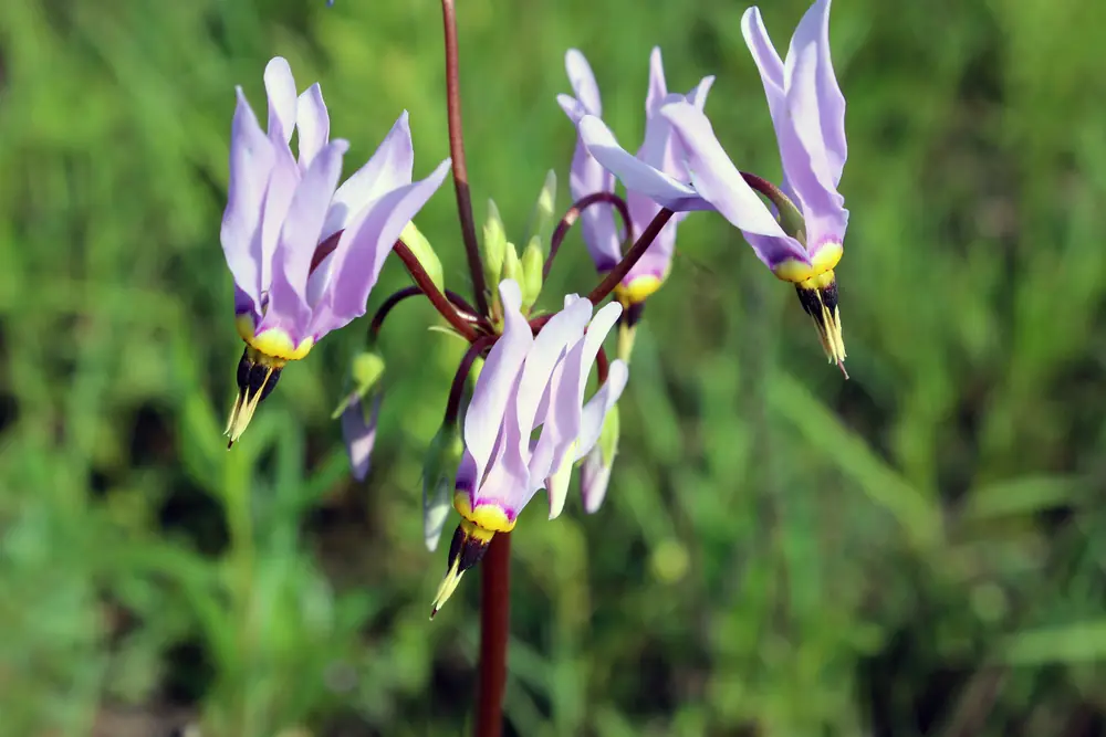 Pink-and-white shooting star flowers with swept-back petals and a dark beak of stamens hanging from a tall stalk