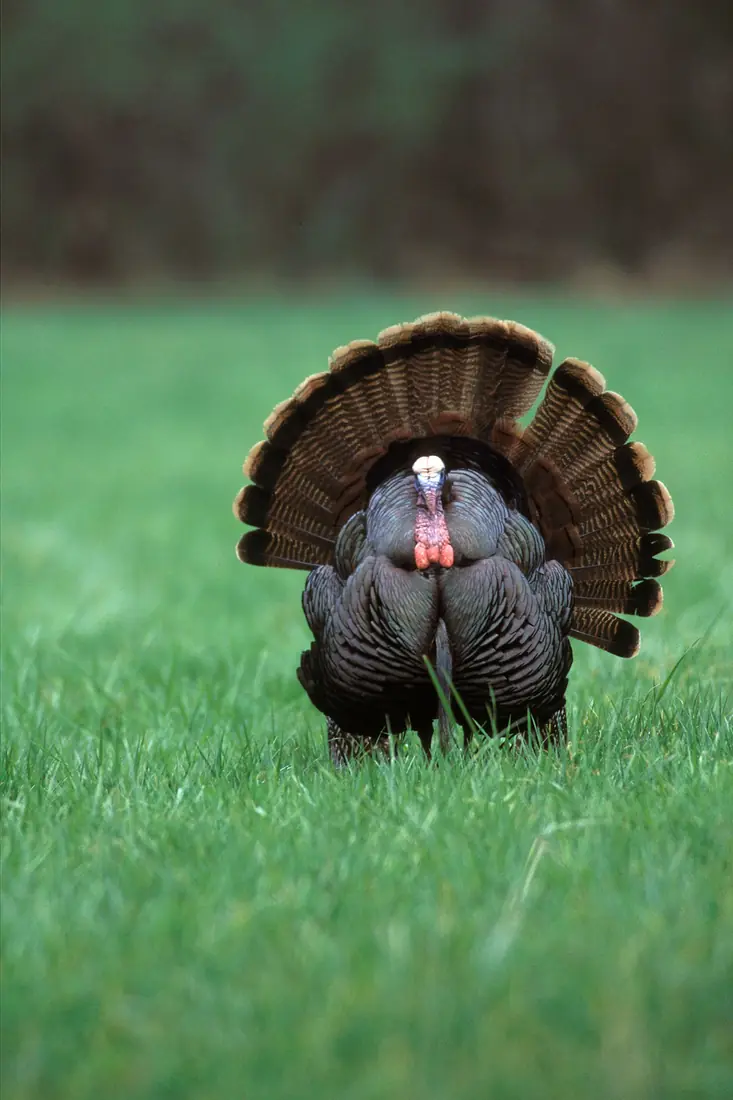 A male wild turkey facing the camera in a green field with its tail fanned in a full display and its red wattles showing