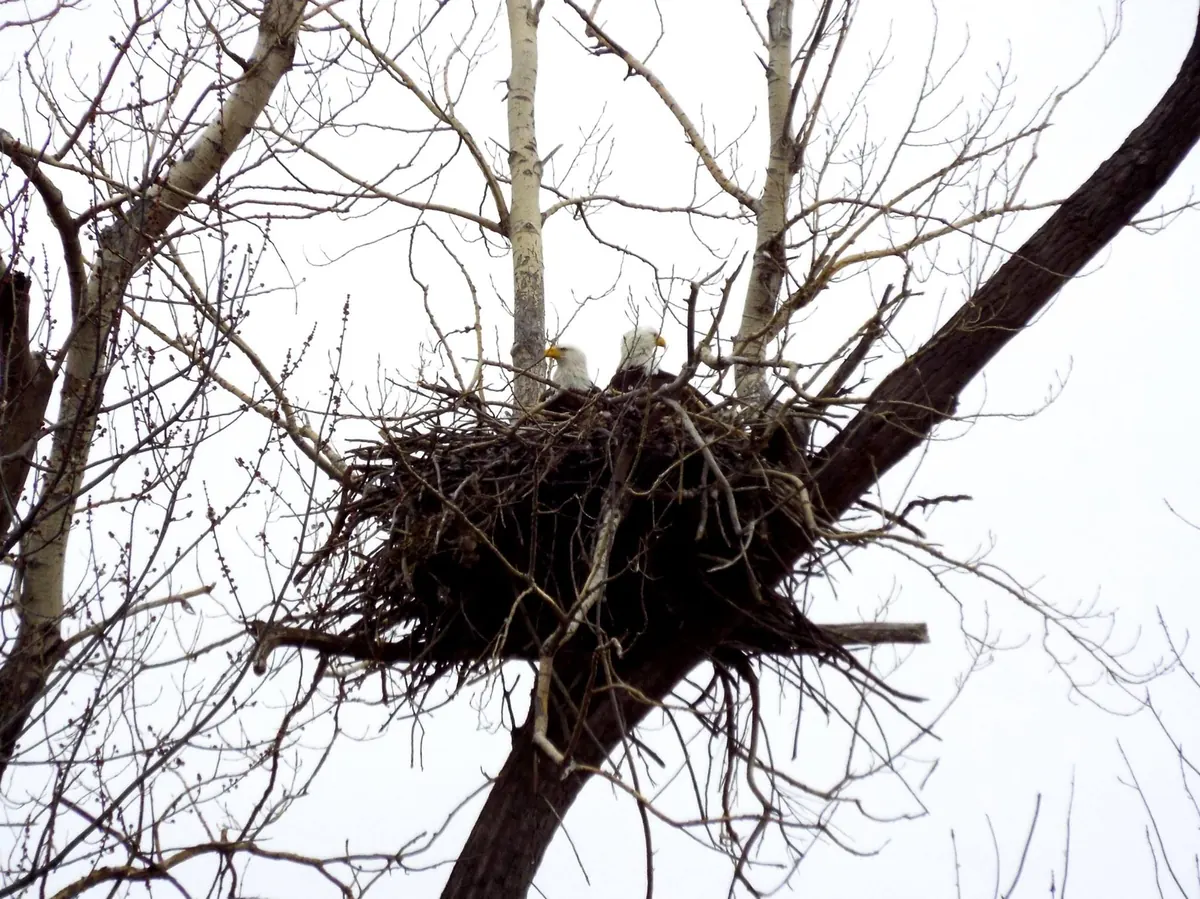 Two adult bald eagles with white heads sitting in a huge stick nest high in a bare tree against a gray sky