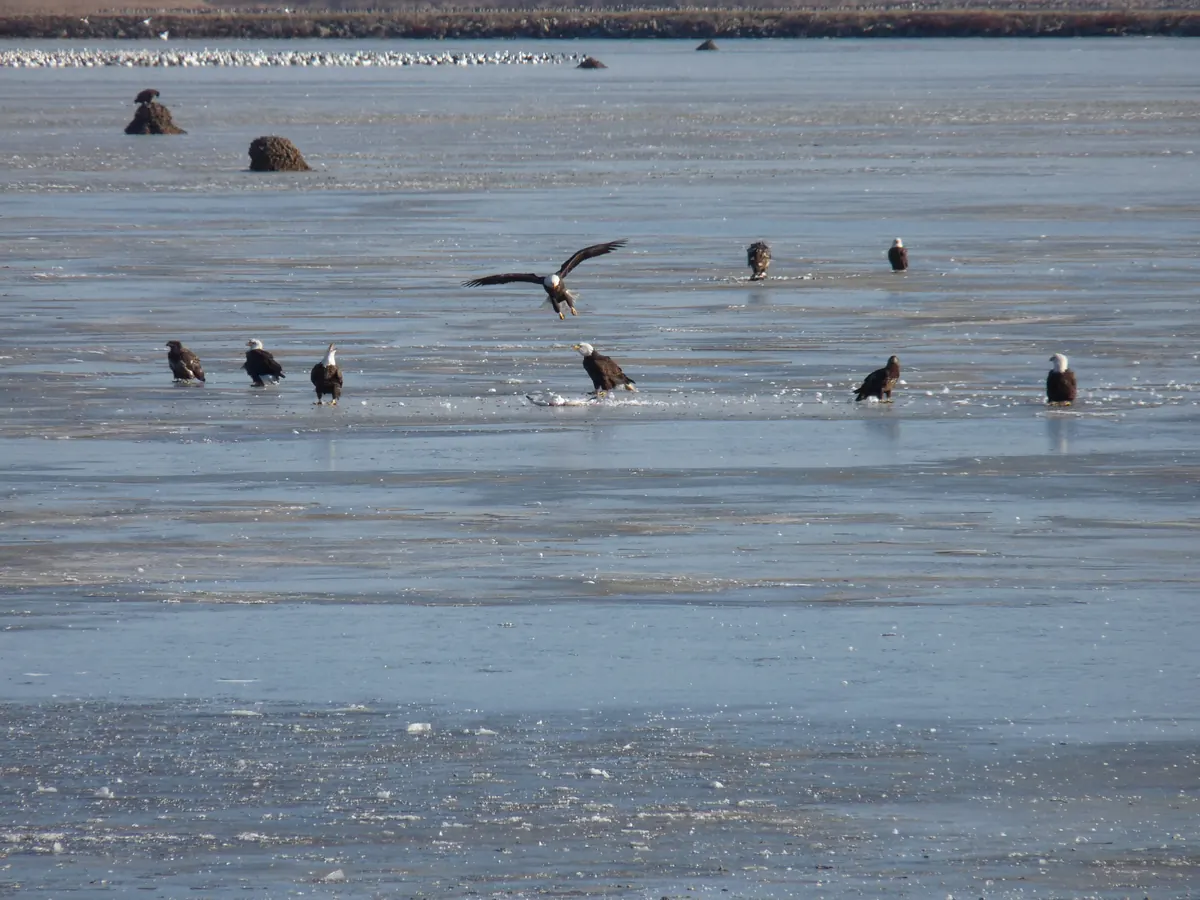 Bald eagles, adults with white heads and darker young birds, standing on a frozen wetland pool while one lands with wings spread, a long line of white snow geese in the distance