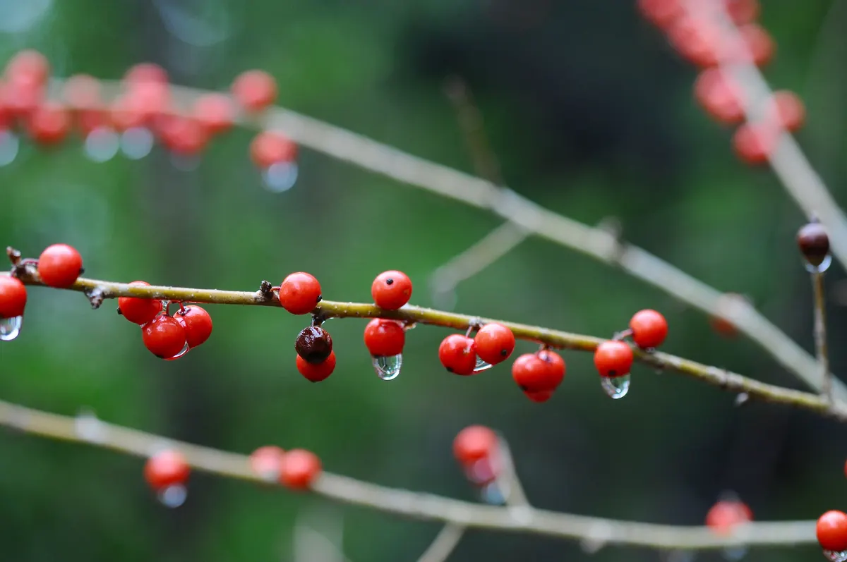 Bright red possum haw berries, some beaded with raindrops, strung along thin leafless twigs
