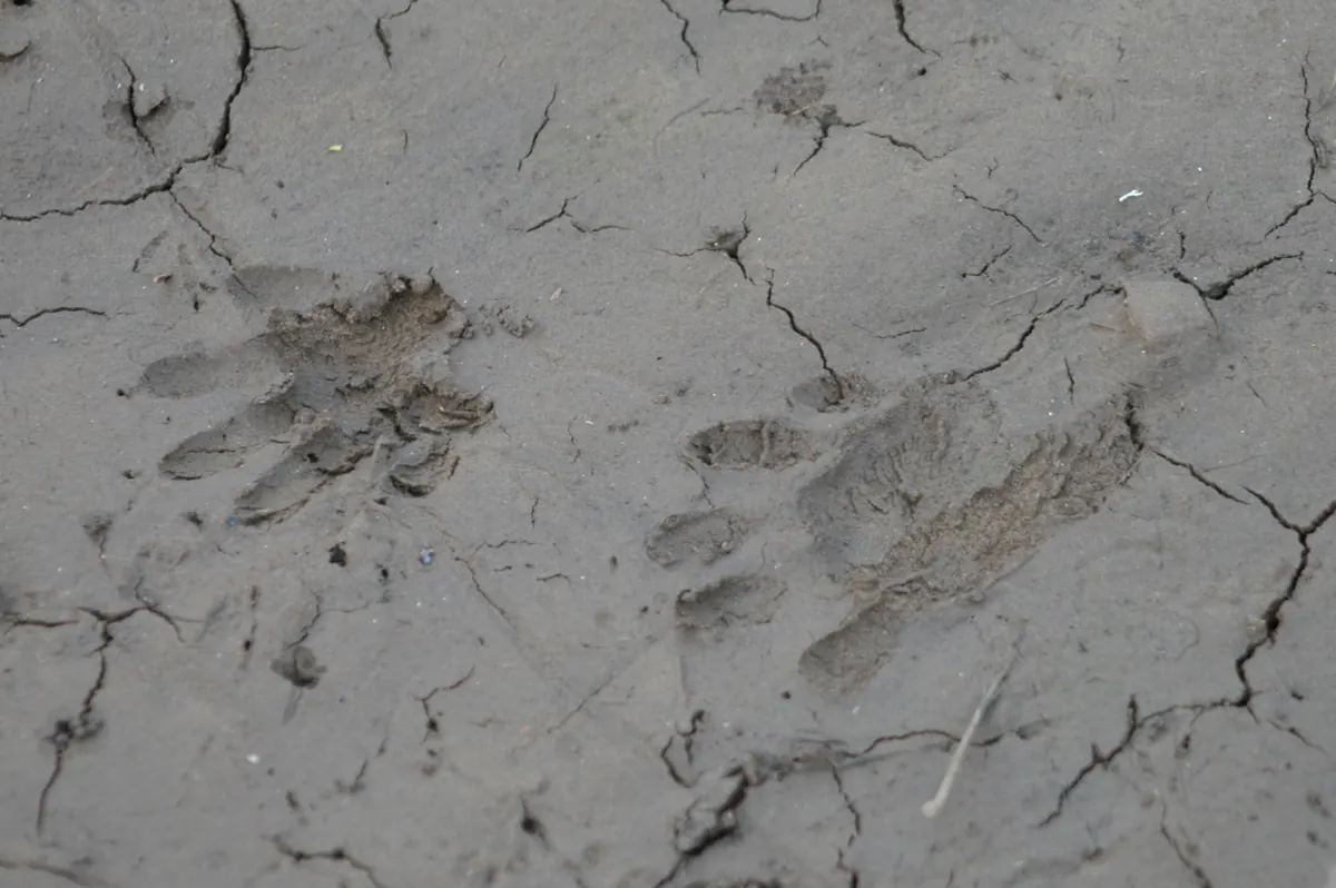 Two raccoon footprints with five long, finger-like toes pressed into cracked gray mud
