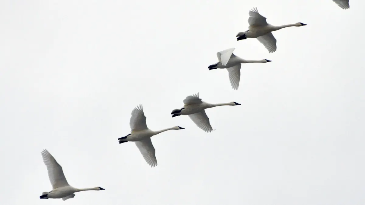 Six trumpeter swans with long white necks and black bills flying in a diagonal line across a pale overcast sky