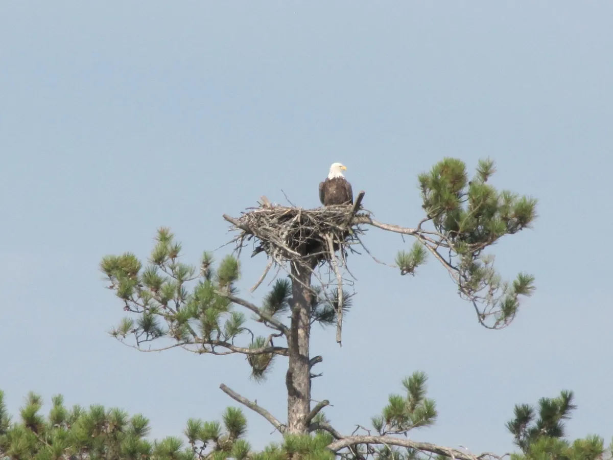 An adult bald eagle with a white head standing on a large stick nest at the top of a pine against a pale sky