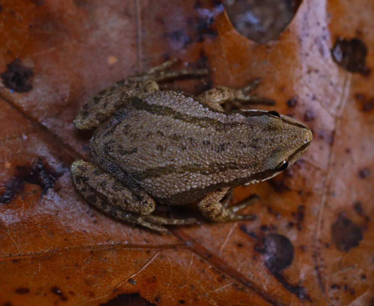A small gray-brown frog with dark stripes down its back resting on a wet brown oak leaf