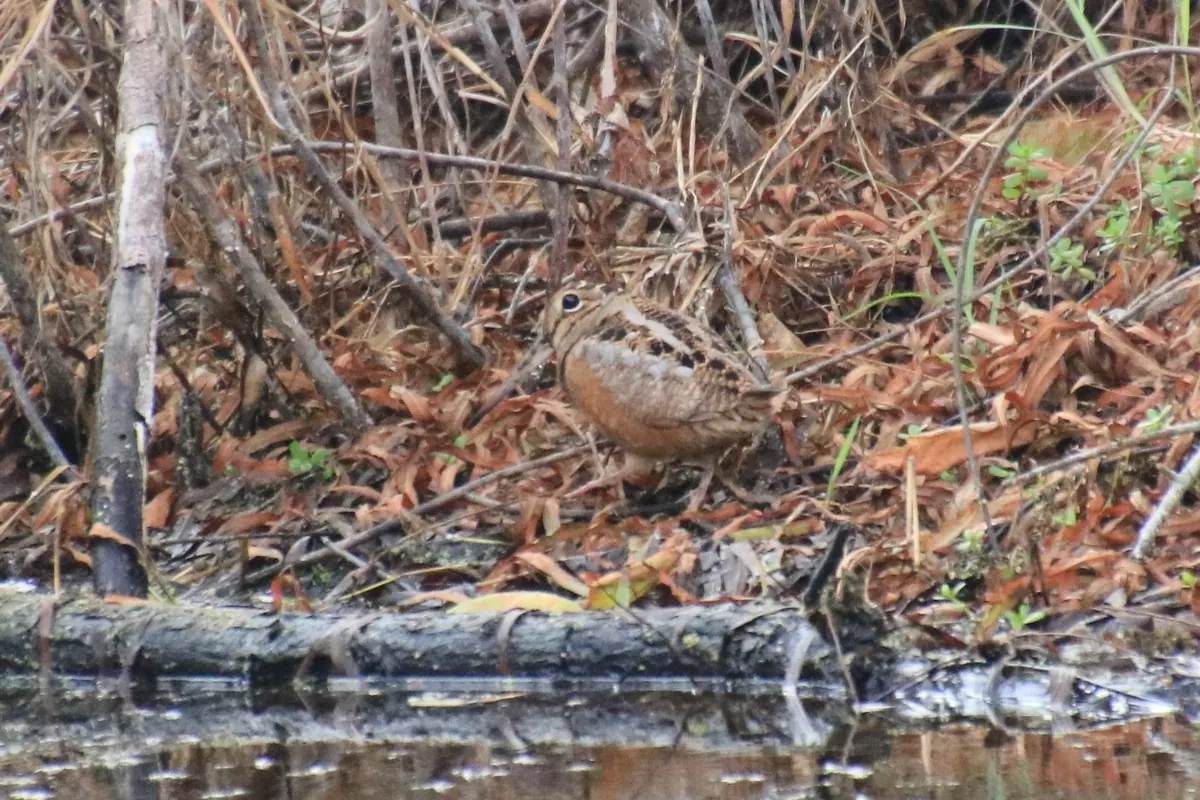 A mottled brown and buff woodcock half hidden among dead leaves and twigs at the edge of still water