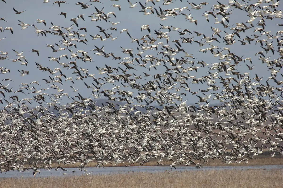 A dense flock of white snow geese and darker blue-morph geese lifting off a wetland in front of tan winter grass