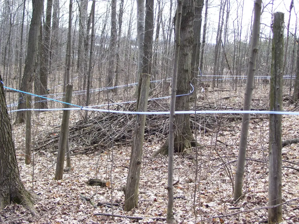 Blue and white plastic sap lines strung between bare maple trunks over a floor of brown fallen leaves