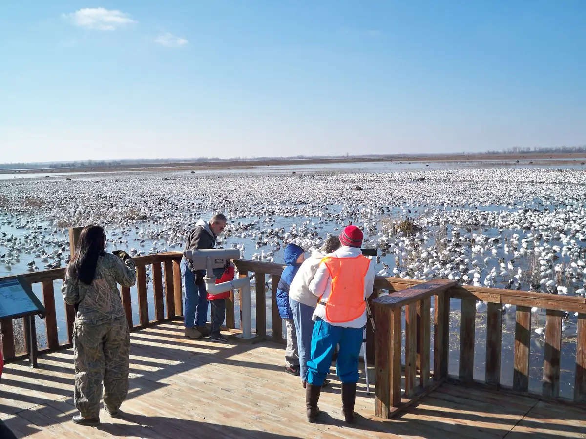 Visitors in winter coats on a wooden observation deck using a mounted viewer and a spotting scope, with thousands of white snow geese resting on the wetland beyond