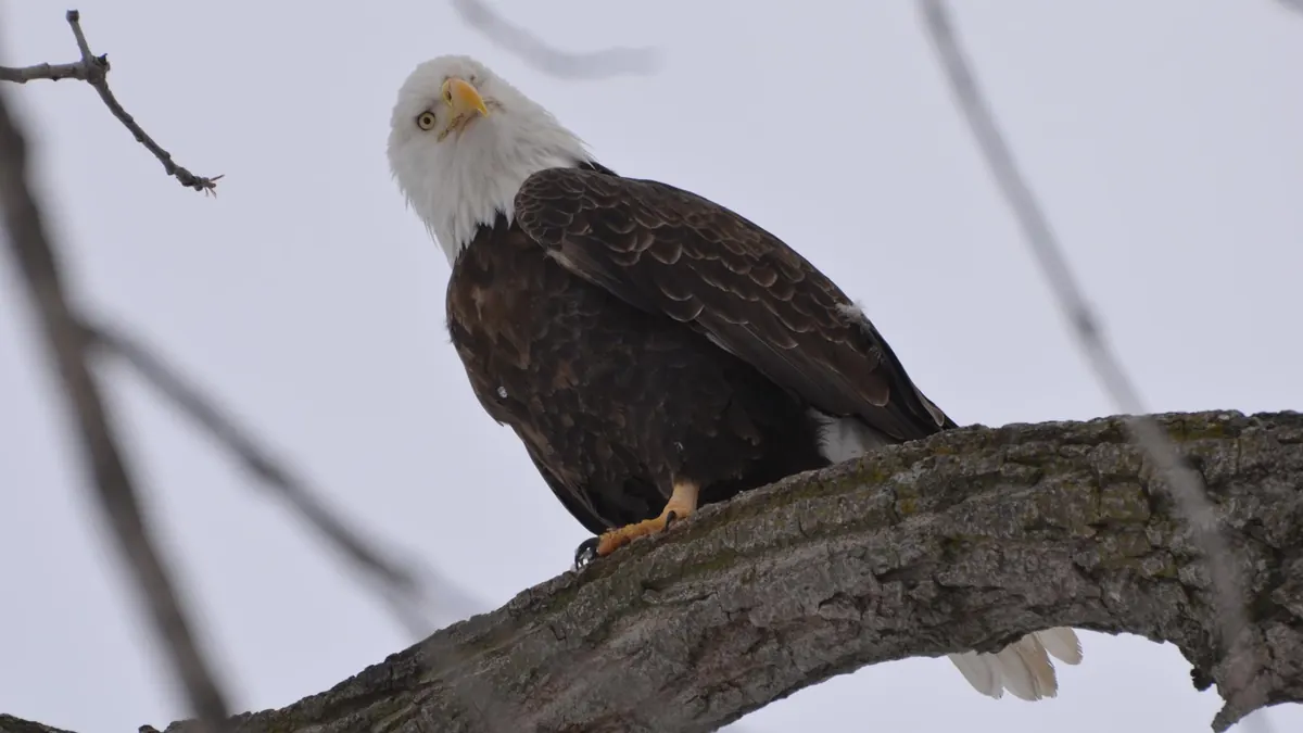 An adult bald eagle perched on a bare branch, looking down over its shoulder