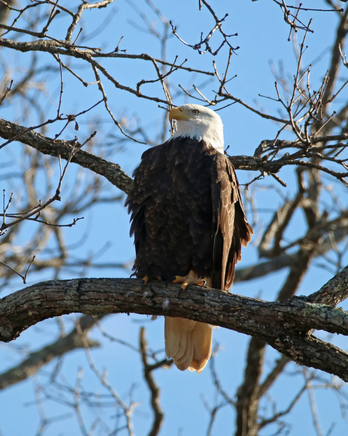 An adult bald eagle with a white head and tail perched on a thick bare branch against a blue sky