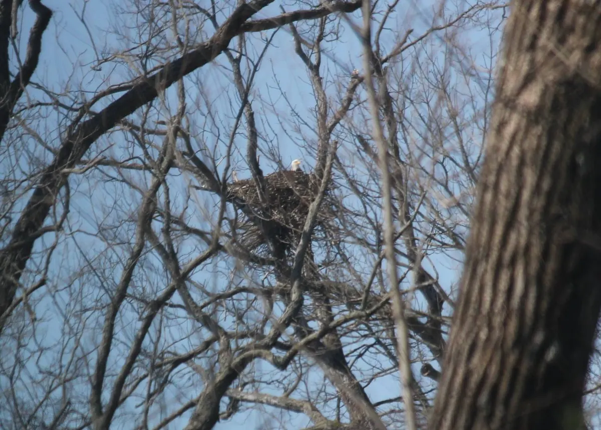 A large stick nest high in a leafless tree with the white head of an adult bald eagle showing above the rim