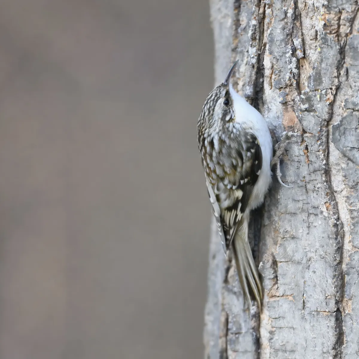 A small streaked brown and white bird clinging upright to rough gray tree bark, propped on its stiff tail
