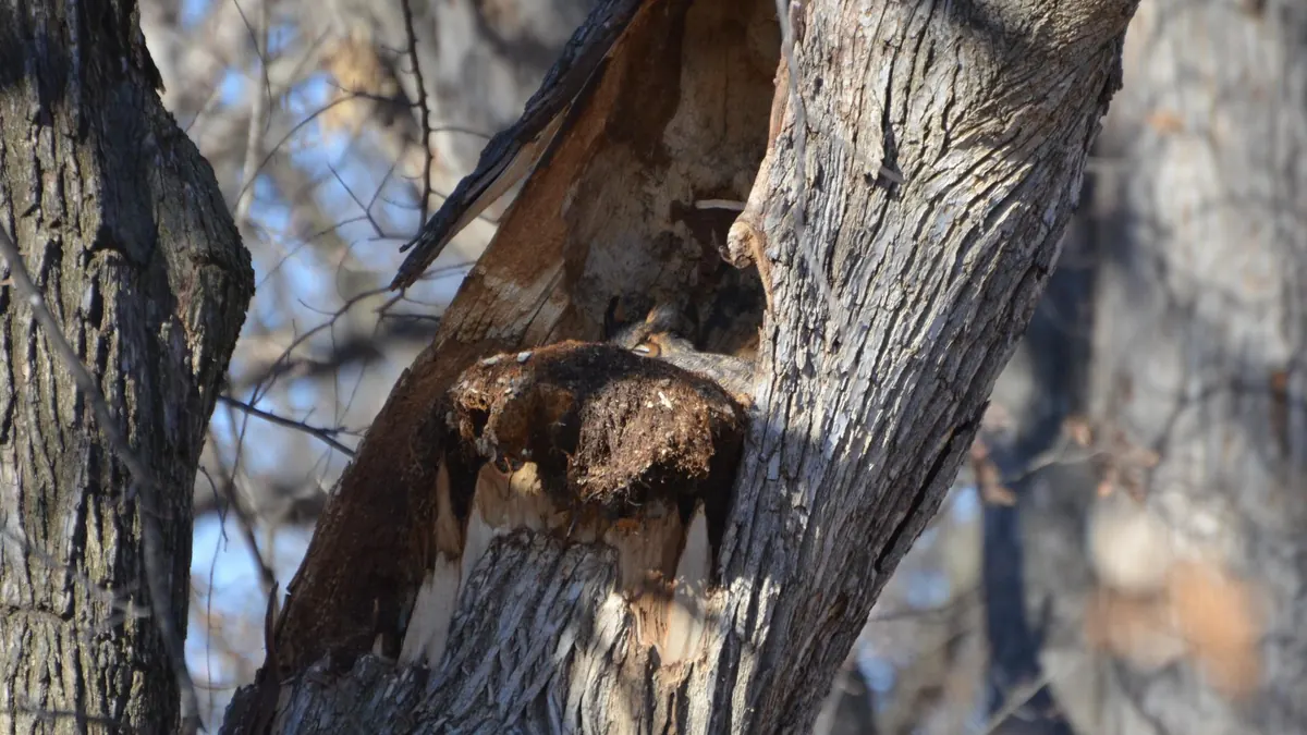 A great horned owl settled deep in a mossy cavity in the trunk of a large tree