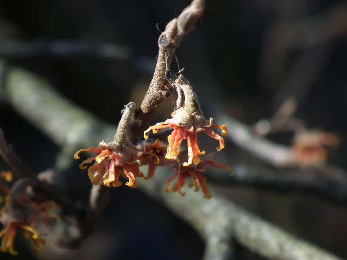 Close view of small orange-red witch hazel flowers with narrow ribbonlike petals on a bare gray twig