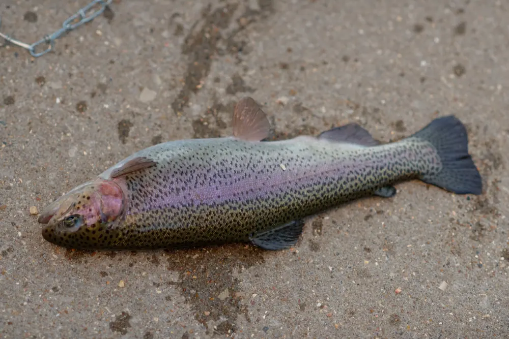 A rainbow trout with a pink stripe and dark spots lying on a gravel path beside a chain