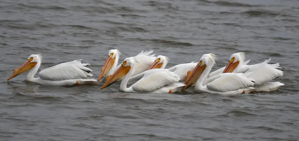 A tight group of white pelicans with long orange bills swimming together on gray water