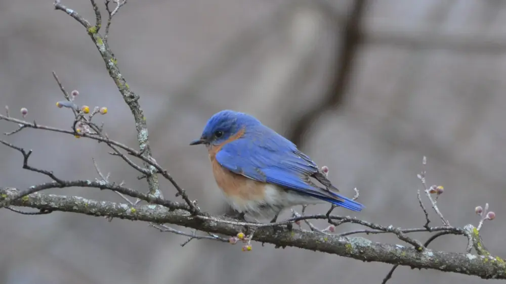A male eastern bluebird with blue back and rusty breast perched on a bare twig with swelling buds