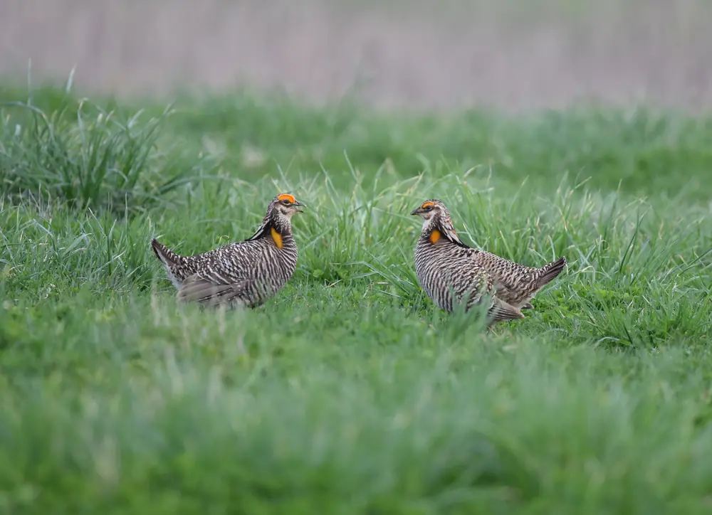 Two male greater prairie-chickens facing each other in short green grass, with orange eye combs and orange neck sacs showing