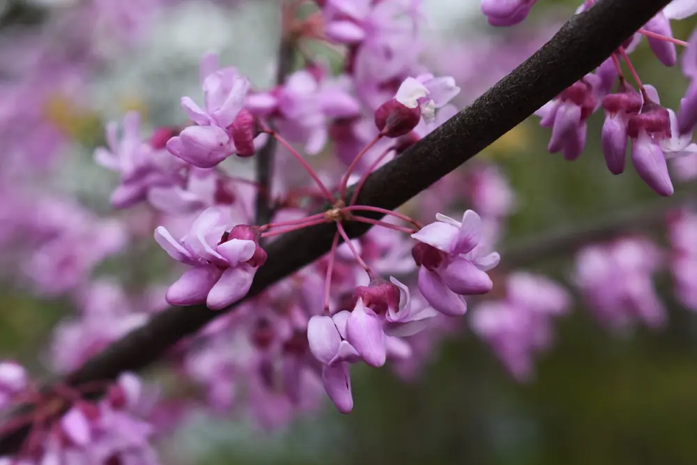 Clusters of small rose-purple pea-like flowers along a dark redbud branch