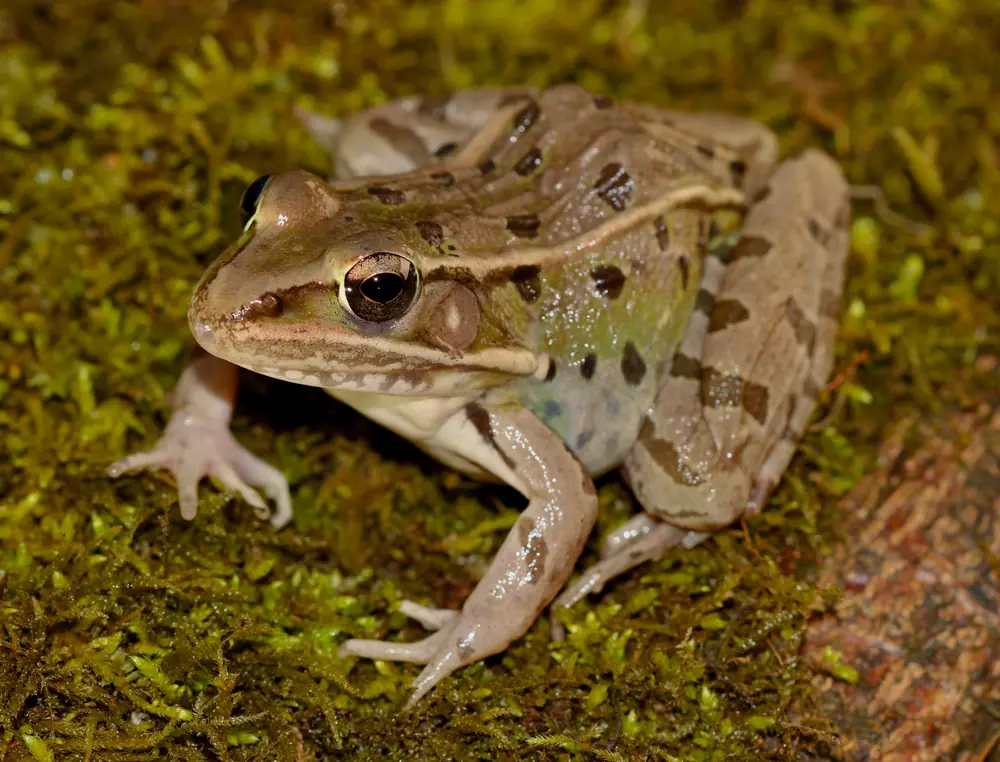 A green-and-tan southern leopard frog with dark oval spots sitting on bright green moss