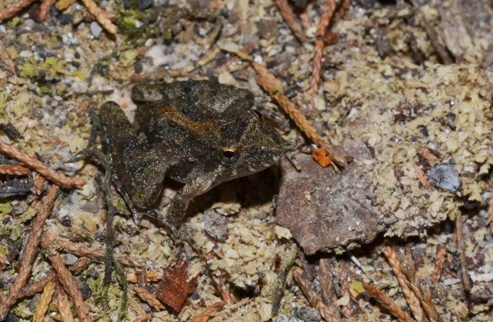 A small brown Blanchard's cricket frog sitting on damp ground at a water edge