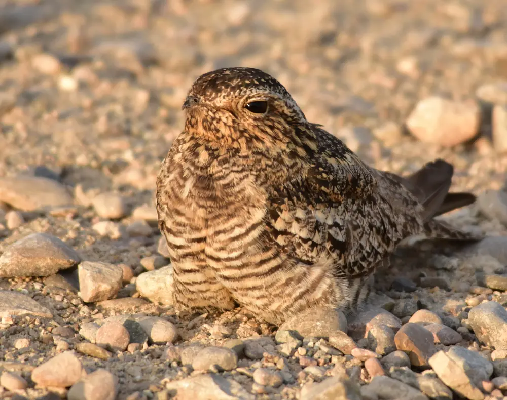 A common nighthawk resting along a branch, brown and gray mottled plumage with pale bars on the wings