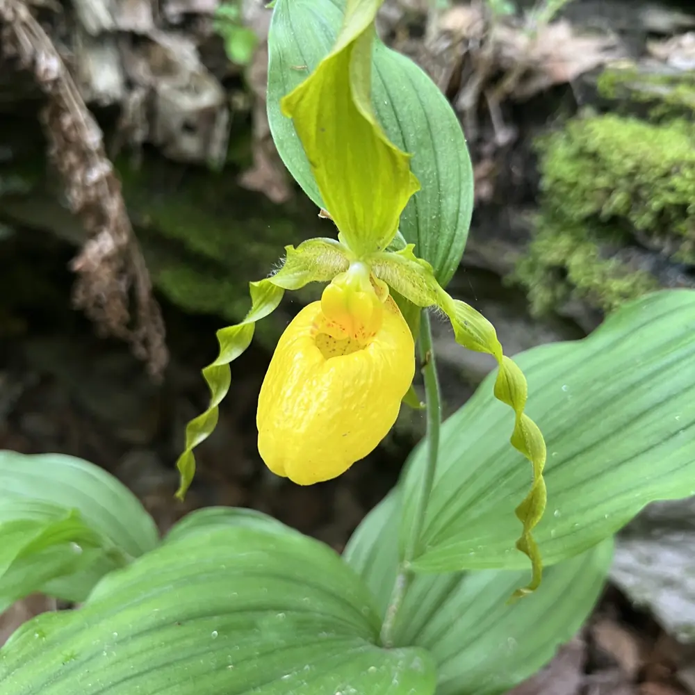 A yellow lady's slipper orchid with a bright yellow pouch and twisted brown side petals in woodland